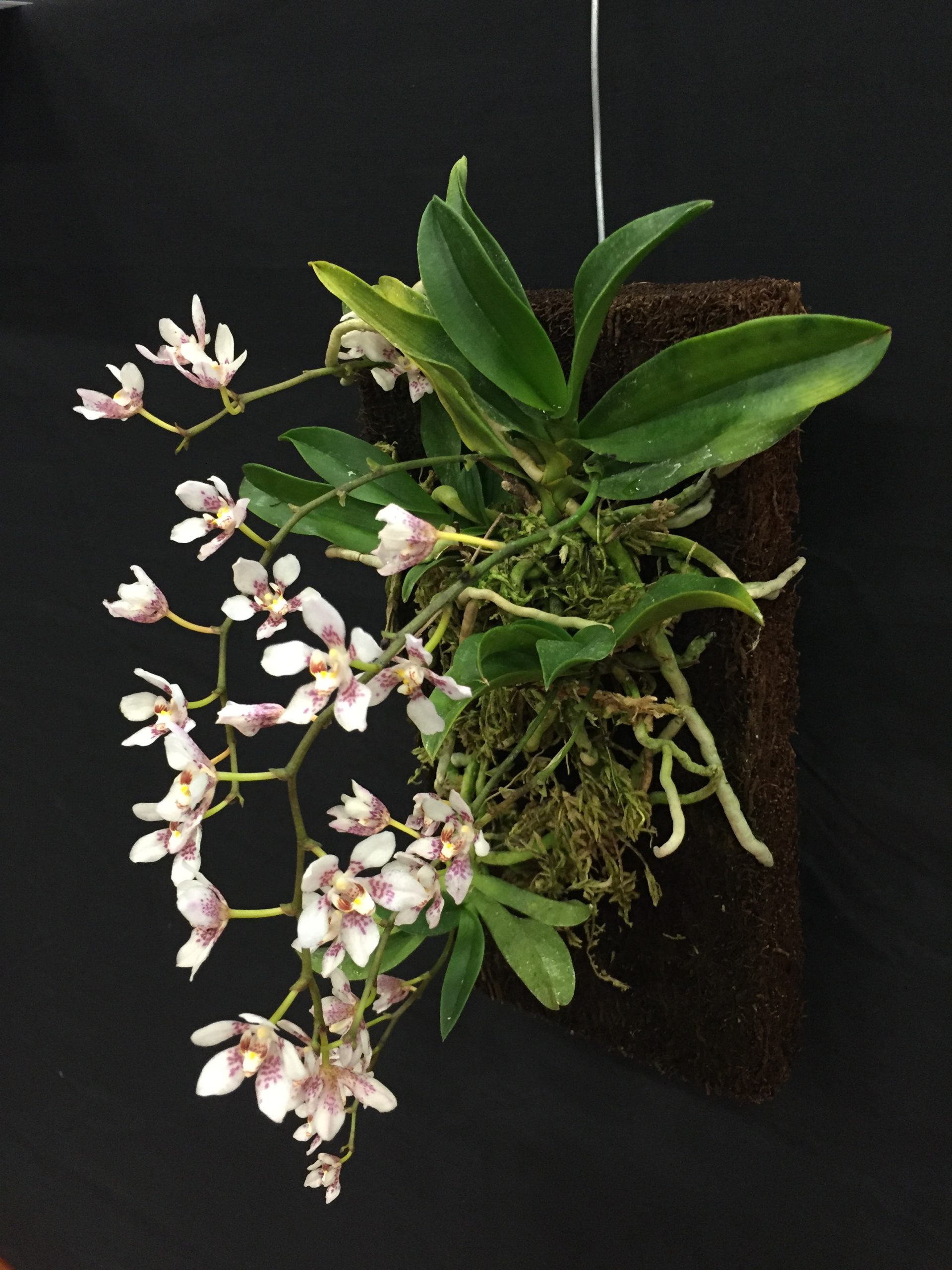 Orchid on Tree fern board
