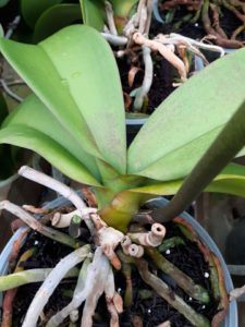 Phalaenopsis Nurseries