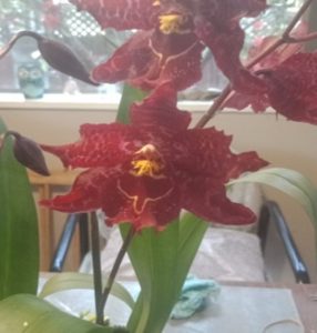 Odontoglossum alliance in fern fibre