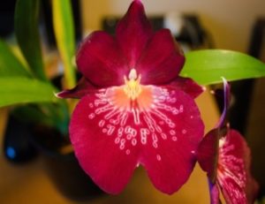 Mps Firewater ‘Red Butterfly’ 