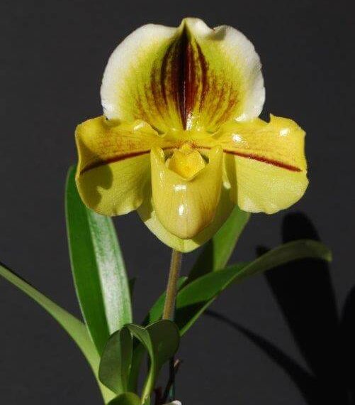 Paph Pavarotti growing in fiber