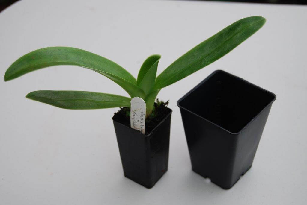 Seedling about to be potted on