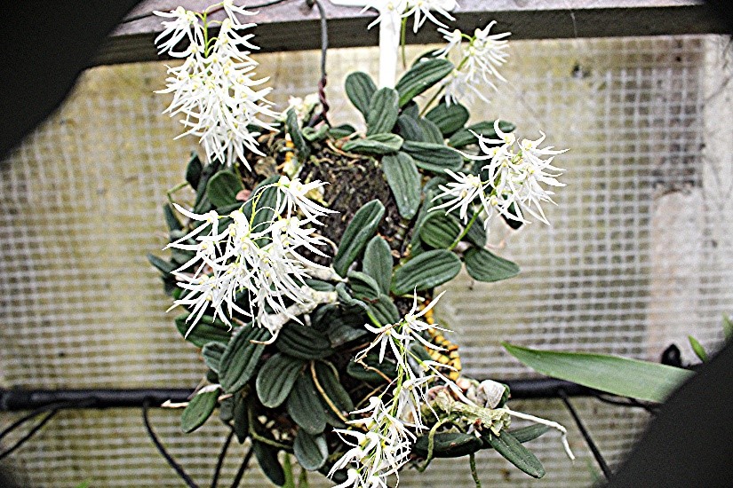 Orchid 1