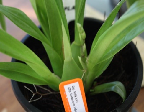 This Arpophyllum [Arpo.] gigantisms had been maintained in a Bark/Pumice mix for approx. 2 years with no sign of any development, as part of the re-potting process this plant was placed in Fern Fibre substrate. Within this 4-month period a new growth appeared.