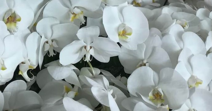 Phalaenopsis-Nurseries-Photo-11