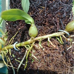 Din. Polybulbon