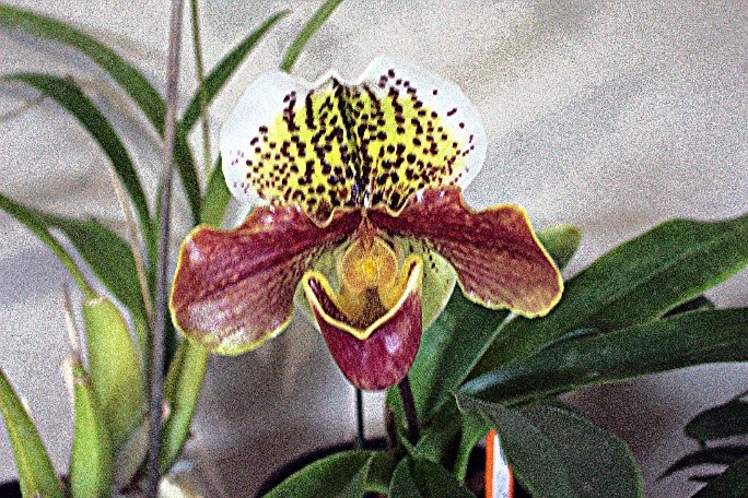 Paphiopedilum