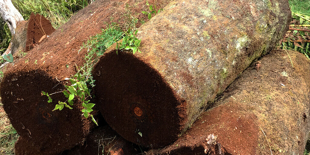 sustainably harvested new zealand tree fern fbre