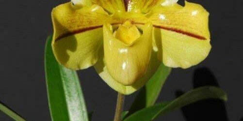 Paph Pavarotti growing in fiber