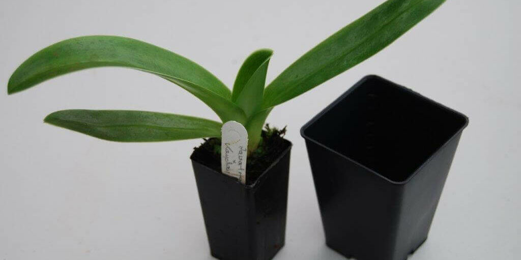 Seedling about to be potted on