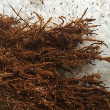 FW Substrate 3 FW Substrate 3