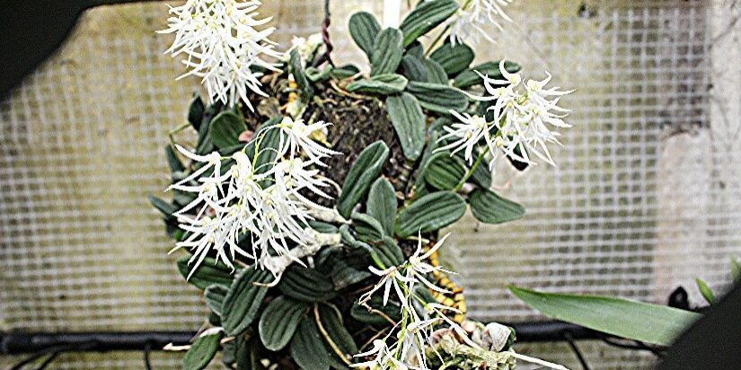 Orchid 1