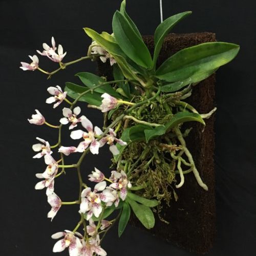 Orchid on Tree fern board Orchid on Tree fern board