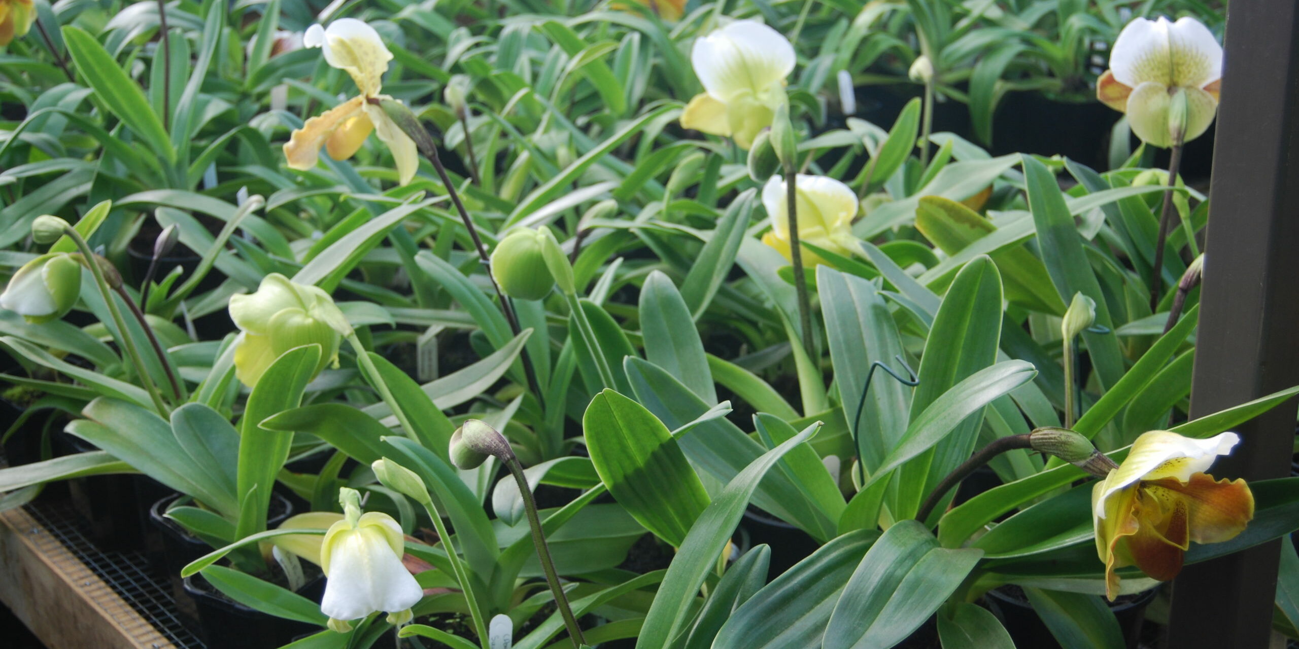 Orchids FW