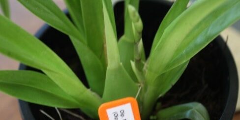 This Arpophyllum [Arpo.] gigantisms had been maintained in a Bark/Pumice mix for approx. 2 years with no sign of any development, as part of the re-potting process this plant was placed in Fern Fibre substrate. Within this 4-month period a new growth appeared.