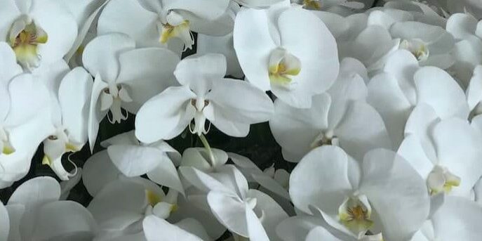 Phalaenopsis-Nurseries-Photo-11