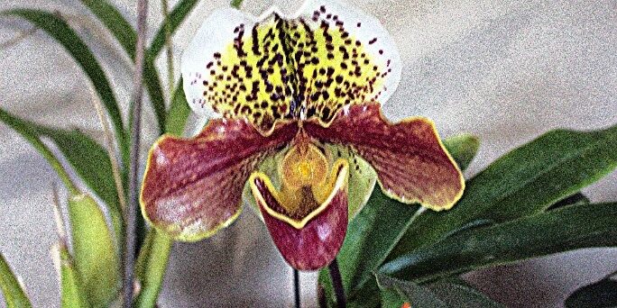 Paphiopedilum