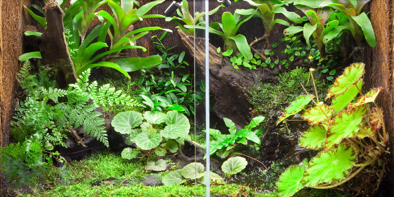 tank tree fern background copy